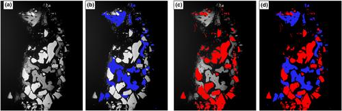 Healing patterns of alveolar bone following ridge preservation procedures