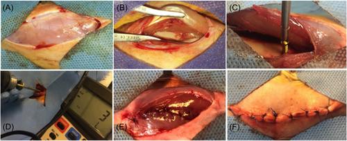 Nondestructive acoustic modal analysis for assessing bone screw stability: An ex vivo animal study