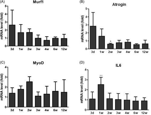 Effect of electrical muscle stimulation on the improvement of deltoid muscle atrophy in a rat shoulder immobilization model