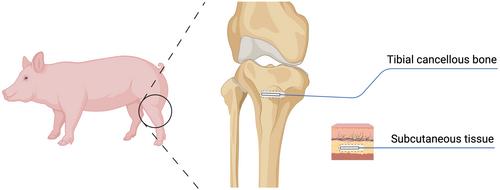 Penicillin concentrations in bone and subcutaneous tissue: A porcine microdialysis study comparing oral and intravenous treatment