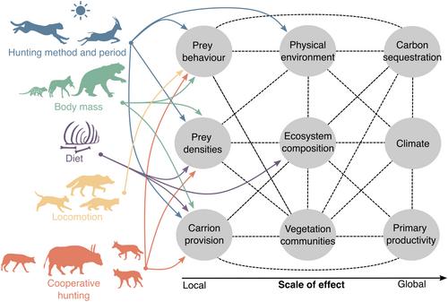 Functional Traits of the World's Late Quaternary Terrestrial Mammalian Predators