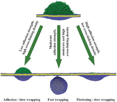 Computer Simulations of Responsive Nanogels at Lipid Membrane