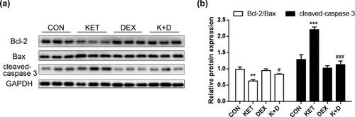 The impact of dexmedetomidine on ketamine-induced neurotoxicity and cognitive impairment in young mice