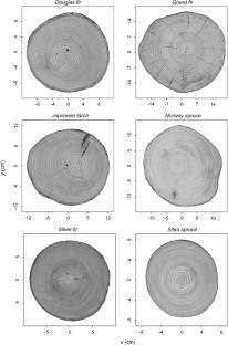 Ellipse or superellipse for tree-ring geometries? evidence from six conifer species