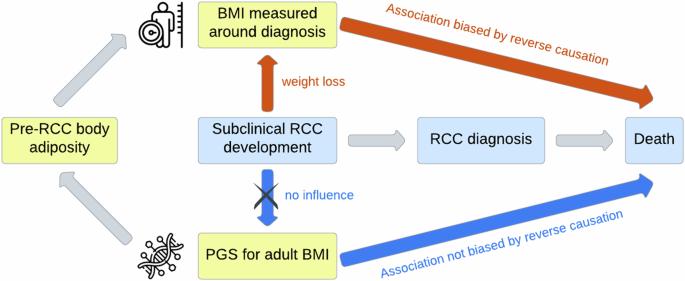 Polygenic score for body mass index in relation to mortality among patients with renal cell cancer