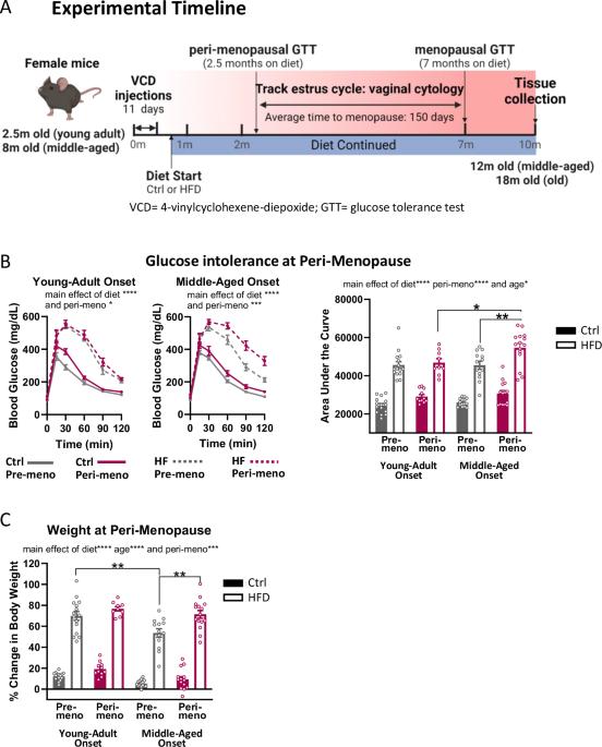 Effects of high fat diet on metabolic health vary by age of menopause onset