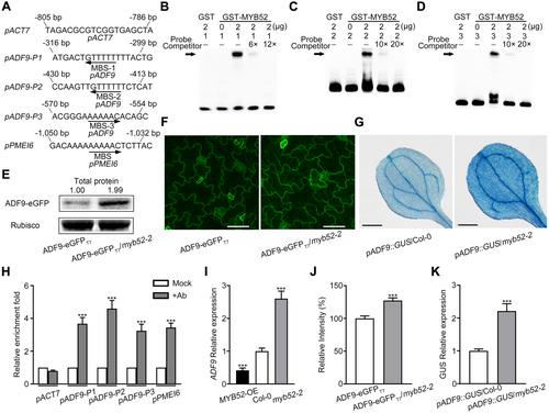 MYB52 negatively regulates ADF9-meditated actin filament bundling in Arabidopsis pavement cell morphogenesis