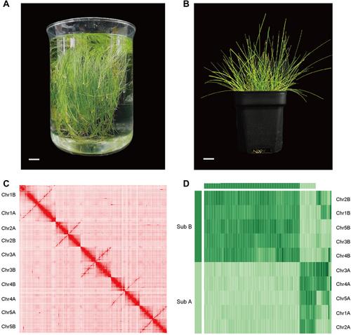 The genome of Eleocharis vivipara elucidates the genetics of C3–C4 photosynthetic plasticity and karyotype evolution in the Cyperaceae