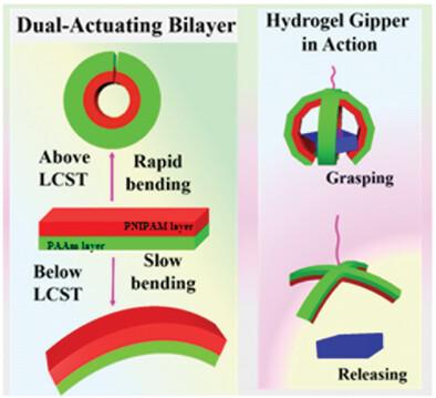 Temperature-Responsive Anisotropic Bilayer Hydrogel Actuators with Adaptive Shape Transformation for Enhanced Actuation and Smart Sensor Applications