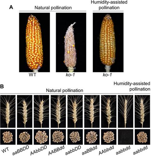 Generation of humidity-sensitive genic male sterility in maize and wheat for hybrid seed production