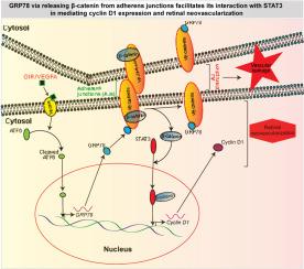 Glucose-Regulated Protein 78, via Releasing β-Catenin from Adherens Junctions, Facilitates Its Interaction with STAT3 in Mediating Retinal Neovascularization