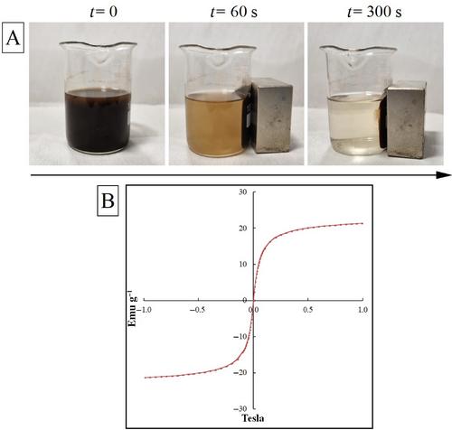 Imparting of Nearly Superparamagnetic Properties to Cryogel Scaffolds With Mesoporous MNPs for Magneto-Sensitive Tissue Engineering Strategies