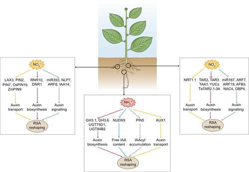 Is auxin the key to improve crop nitrogen use efficiency for greener agriculture?