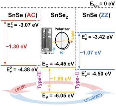 In Situ Formation of SnSe2/SnSe Vertical Heterostructures toward Polarization Selectable Band Alignments