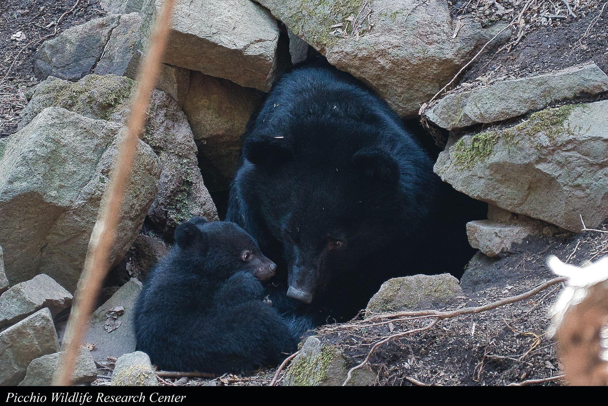 Reproductive health from hair: Validation and utility of hair progesterone analysis in the Asian black bear, Ursus thibetanus