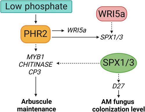 Dynamic regulation of PHR2 is essential for arbuscule maintenance