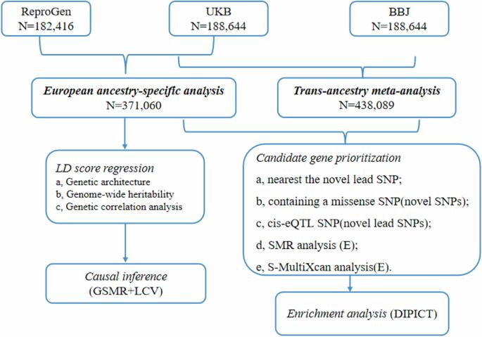 The genetic architecture of age at menarche and its causal effects on other traits