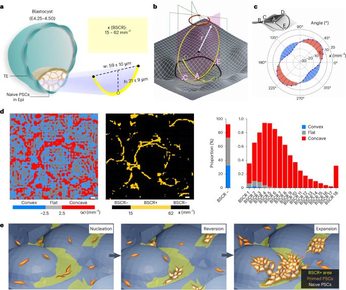 Substrates mimicking the blastocyst geometry revert pluripotent stem cell to naivety