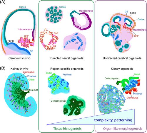 Pluripotent stem cell-derived organoids: A brief history of curiosity-led discoveries