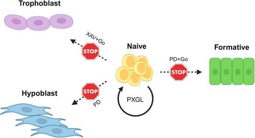 Propagating pluripotency – The conundrum of self-renewal