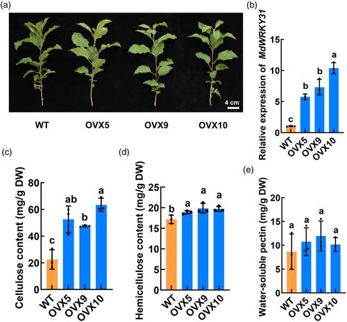 MdWRKY31-MdNAC7 regulatory network: orchestrating fruit softening by modulating cell wall-modifying enzyme MdXTH2 in response to ethylene signalling