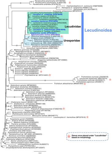 Molecular phylogeny of the Lecudinoidea (Apicomplexa): A major group of marine gregarines with diverse shapes, movements and hosts