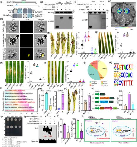 Ustilaginoidea virens secreted effector UvSec117 hijacks OsWRKY31-OsAOC module to suppress jasmonic acid-mediated immunity in rice