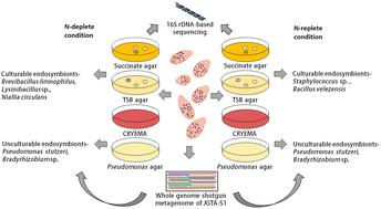 Bacterial endosymbionts of a nitrogen-fixing yeast Rhodotorula mucilaginosa JGTA-S1 – insights into a yet unknown micro-ecosystem†