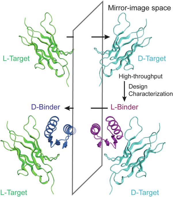 Accurate de novo design of heterochiral protein–protein interactions