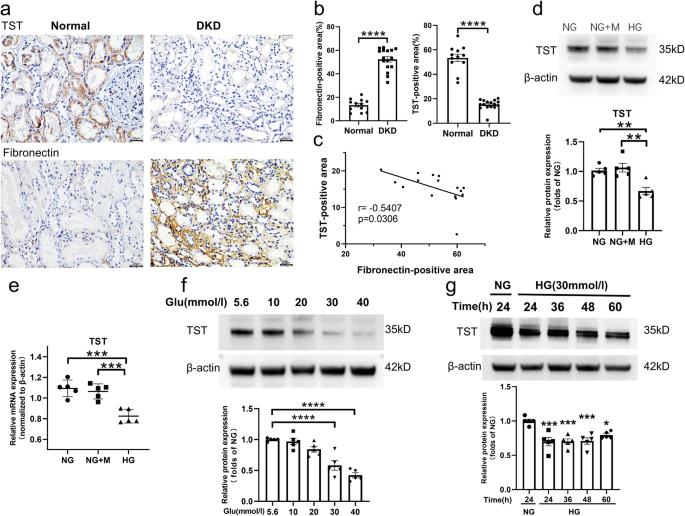 Deficiency of thiosulfate sulfurtransferase mediates the dysfunction of renal tubular mitochondrial fatty acid oxidation in diabetic kidney disease