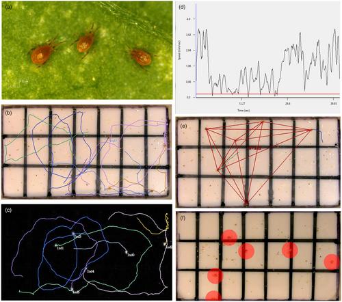 Abstract Image