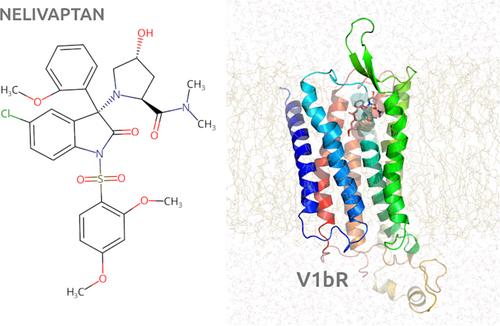 Structural Basis for Antagonist Binding to Vasopressin V1b Receptor Revealed by the Molecular Dynamics Simulations
