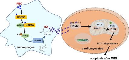 Pharmacological upregulation of macrophage-derived itaconic acid by pubescenoside C attenuated myocardial ischemia–reperfusion injury