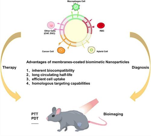 Biomimetic Cell Membrane-Coated Nanoparticles for Cancer Theranostics