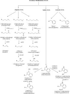 Comprehensive overview of glucosinolates in crucifers: occurrence, roles, metabolism, and transport mechanisms—a review