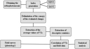 Application of Vegetation Indices to Determine the Reproductive Development of Açaí in the Eastern Amazon