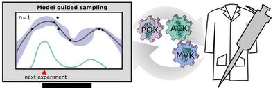 Avoiding Replicates in Biocatalysis Experiments: Machine Learning for Enzyme Cascade Optimization