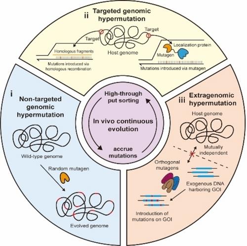 Enhancing Cellular and Enzymatic Properties Through In Vivo Continuous Evolution