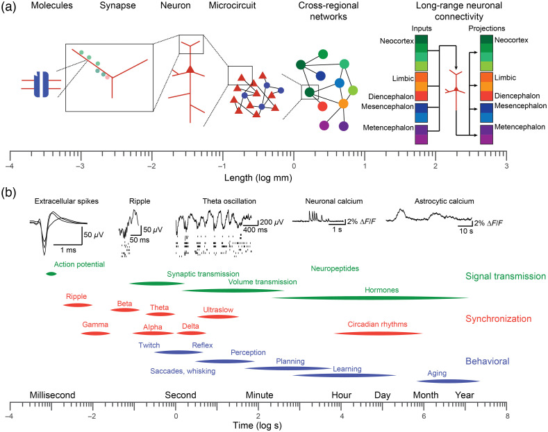 Linking brain activity across scales with simultaneous opto- and electrophysiology.