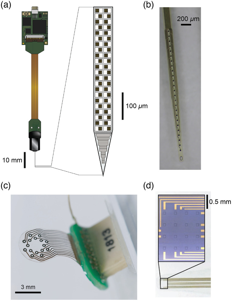 Linking brain activity across scales with simultaneous opto- and electrophysiology.