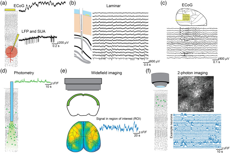 Linking brain activity across scales with simultaneous opto- and electrophysiology.