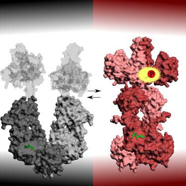 Cryo-EM structures of a bathy phytochrome histidine kinase reveal a unique light-dependent activation mechanism