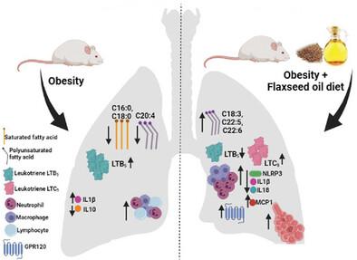 The Effects of High-Fat Diet and Flaxseed Oil-Enriched Diet on the Lung Parenchyma of Obese Mice