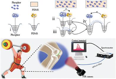 Near-Infrared Mechanoluminescence of Gd3Ga5O12: Cr3+, La3+ for Biological Stress Imaging