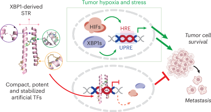 Direct inhibition of tumor hypoxia response with synthetic transcriptional repressors