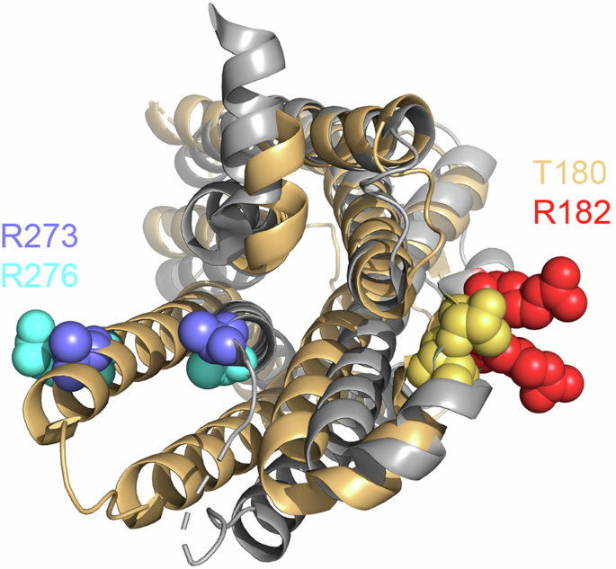 Opioid receptors: single molecule studies shed light on mechanisms of efficacy