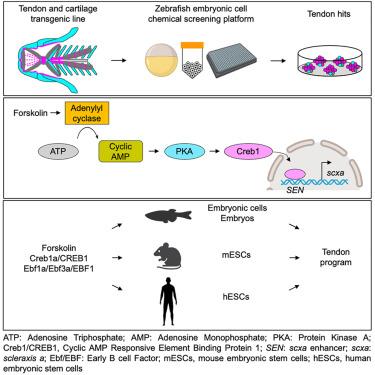 A conserved transcription factor regulatory program promotes tendon fate