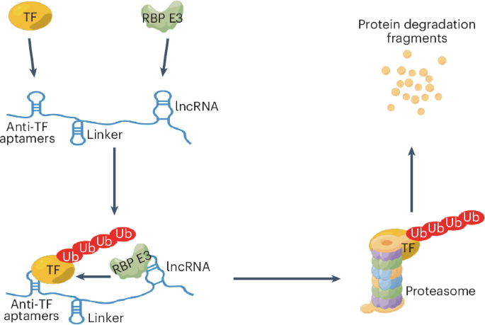 Engineering artificial non-coding RNAs for targeted protein degradation