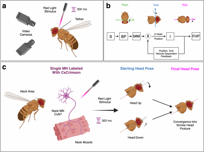 Mind-body control: a new perspective on motor neuron function