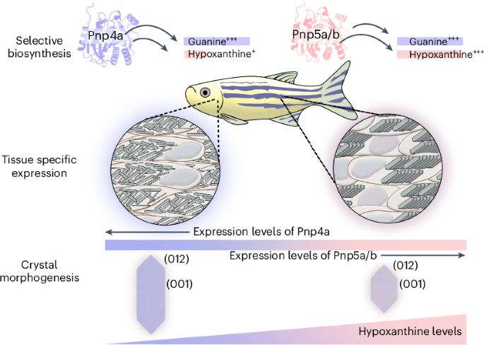 Genetic control over biogenic crystal morphogenesis in zebrafish